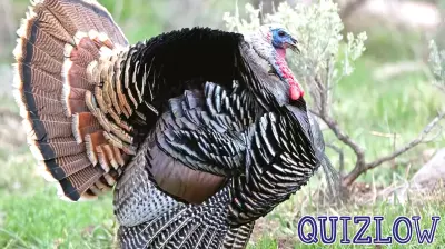 Discover Utah's Wild Turkeys at New Exhibit